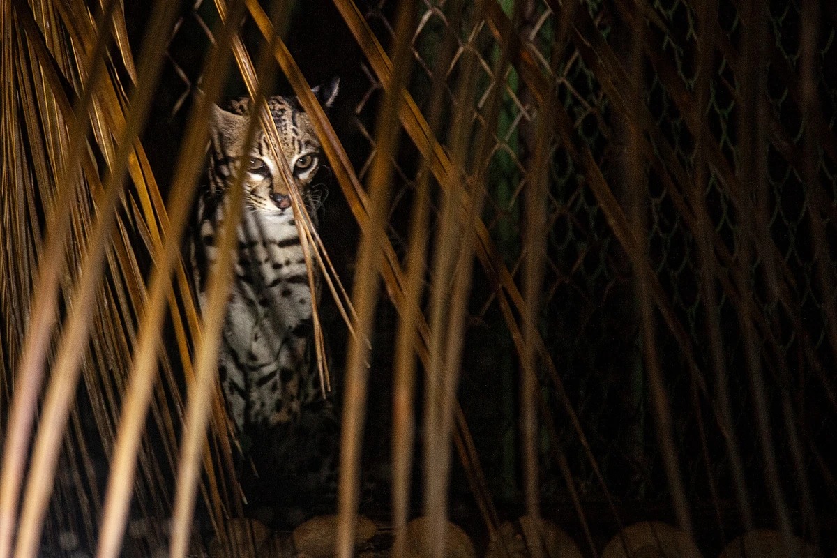 Zoológico de Salvador terá dois passeios noturnos gratuitos em outubro